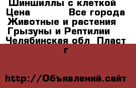 Шиншиллы с клеткой › Цена ­ 8 000 - Все города Животные и растения » Грызуны и Рептилии   . Челябинская обл.,Пласт г.